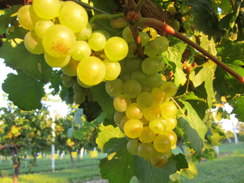The Chardonnay grapes are fat with juice. BY DENNIS FORNEY