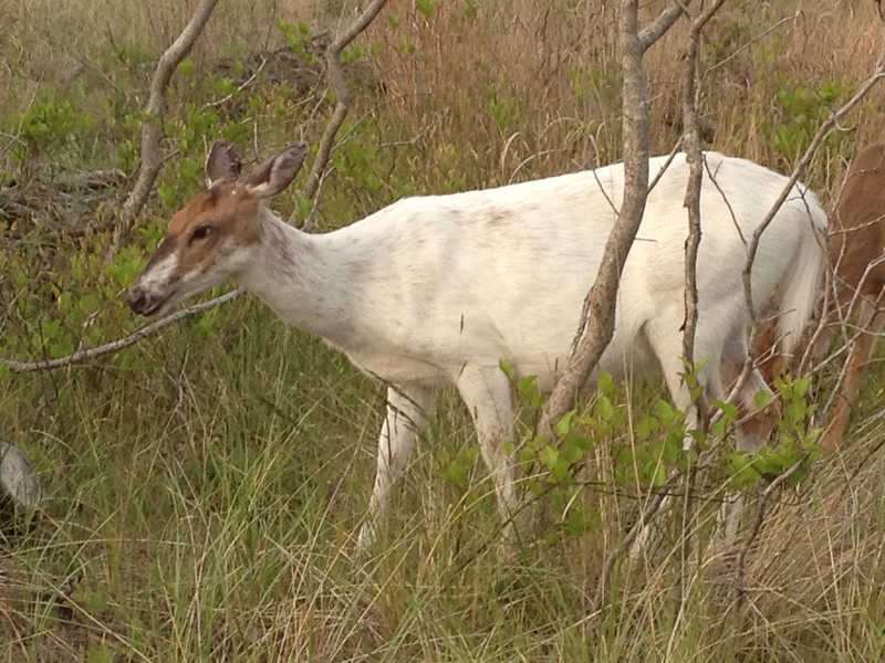 Cape Henlopen State Park's piebald doe. BY DENNIS FORNEY
