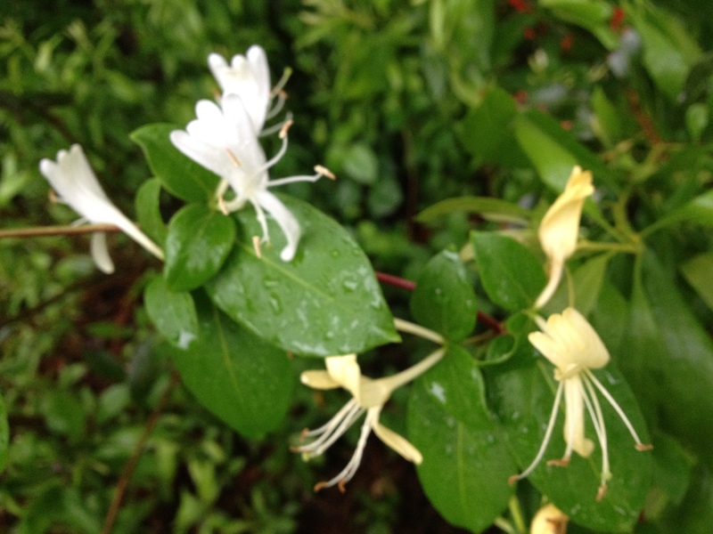 Honeysuckle blossoms fill the air with their sweet perfume. BY DENNIS FORNEY
