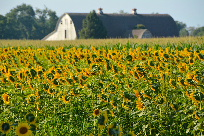 This section of the proposed Showfield community is currently a colorful field of sunflowers. Under proposed plans, the old barn in the background would be converted to a clubhouse. BY RON MACARTHUR