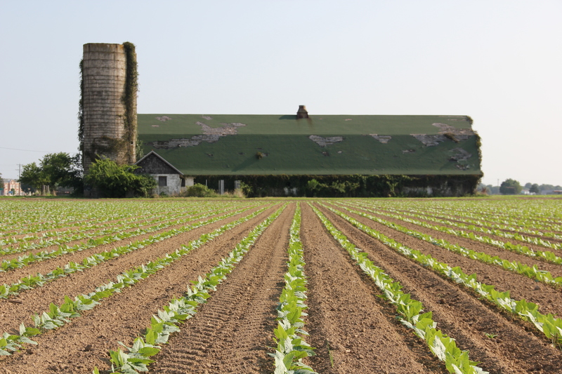A late crop of lima beans between town limits of Lewes and the woods lining Pothook Creek. BY DENNIS FORNEY