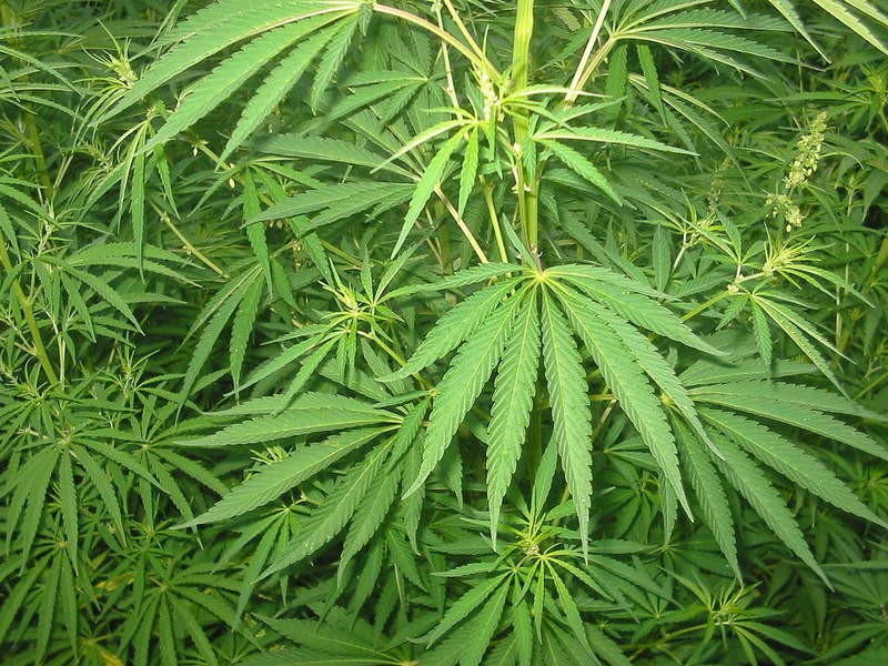 A bill decriminalizing marijuana in Delaware was signed into law June 18 by Gov. Jack Markell. SOURCE WIKIMEDIA COMMONS