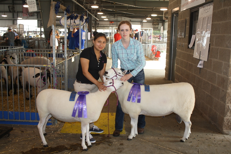 Milford FFA members Noemi Santizo-Perez, left, and Brielle Hermstedt pose with their Grand Champion Cheviot Ewe Dutchess and Grand Champion Cheviot Ram Kirby. SOURCE SUBMITTED