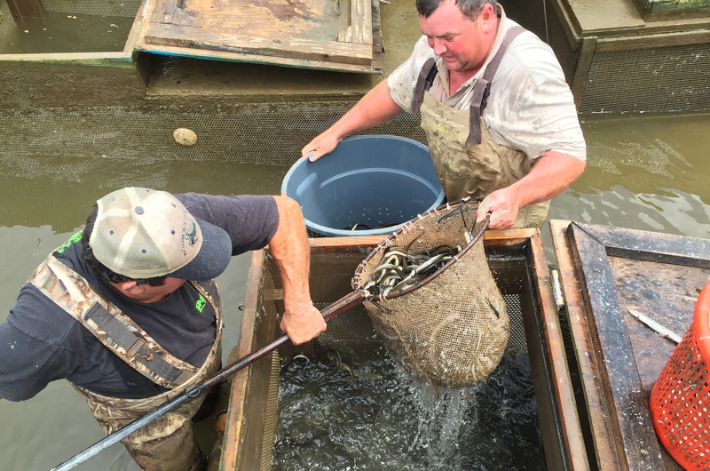Owen Clark, back, and Jimmy Manley transfer eels from live box to plastic can. BY DENNIS FORNEY