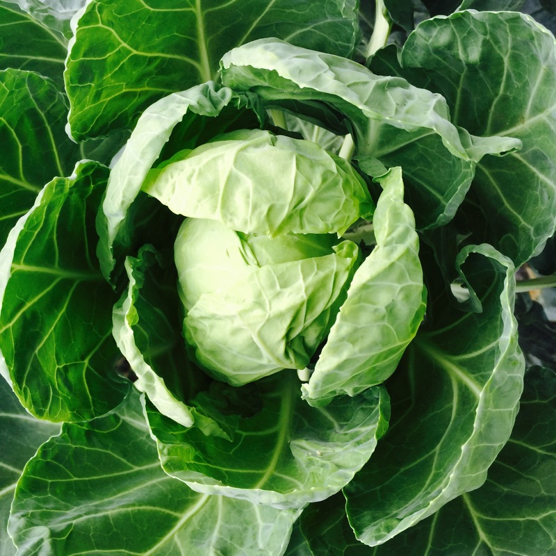 Mystery Green in the Backyard Garden BY DOROTHY P. GREET