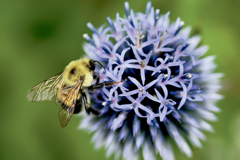 Master Gardeners Brent Marsh and Linda Peters will present a workshop on Wild Bees.