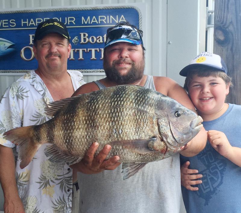 Joe Crowley captured this 14.6-pound sheepshead on a sand flea at the Outer Wall. PHOTO COURTESY OF LEWES HARBOUR MARINA