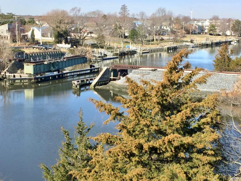 A red cedar on the Freeman Highway Bridge in Lewes shows off its nominal colors during the Presidents’ Day weekend prelude to spring. In the background is the inoperative railroad bridge.