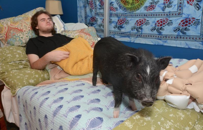 As Kyle David keeps an eye on his television set, Franklin the Vietnamese pot-bellied pig strikes a pose on the bed. RON MACARTHUR PHOTOS