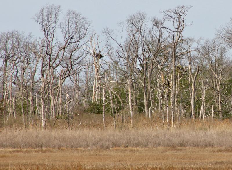On upland hummocks in the Great Marsh west of Lewes, trees that once thrived are now dying due to saltwater rising with the sea. An upside? Dead trees make good nesting platforms for eagles and ospreys. DENNIS FORNEY PHOTO