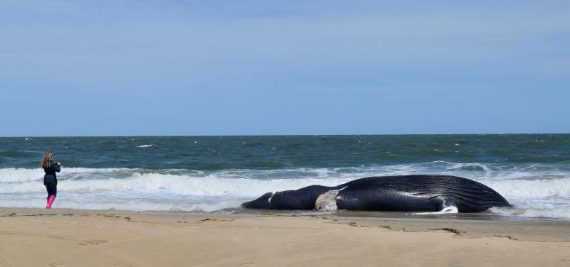 Suzanne Thurman, executive director of the Marine, Education, Research and Rehabilitation Institute, takes photos of a dead humpback whale that washed onto the beach at North Shores May 4. MADDY LAURIA PHOTOS