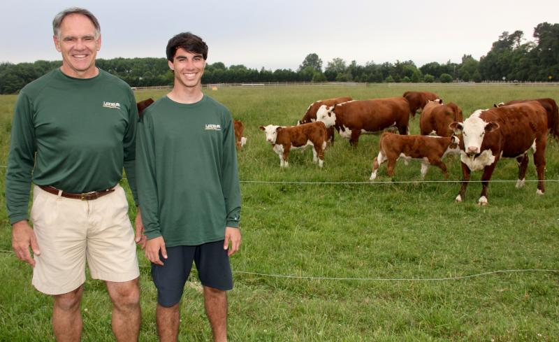 Ed Fleming and his son Toby have brought a herd of Polled Herefords back to Gills Neck Road in Lewes. DENNIS FORNEY PHOTO