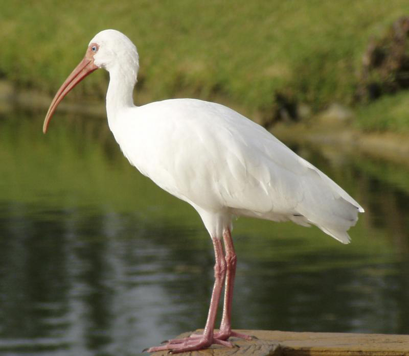 White ibis - a southern bird that has spread up into coastal Sussex County in the last several years. WIKIPEDIA PHOTO