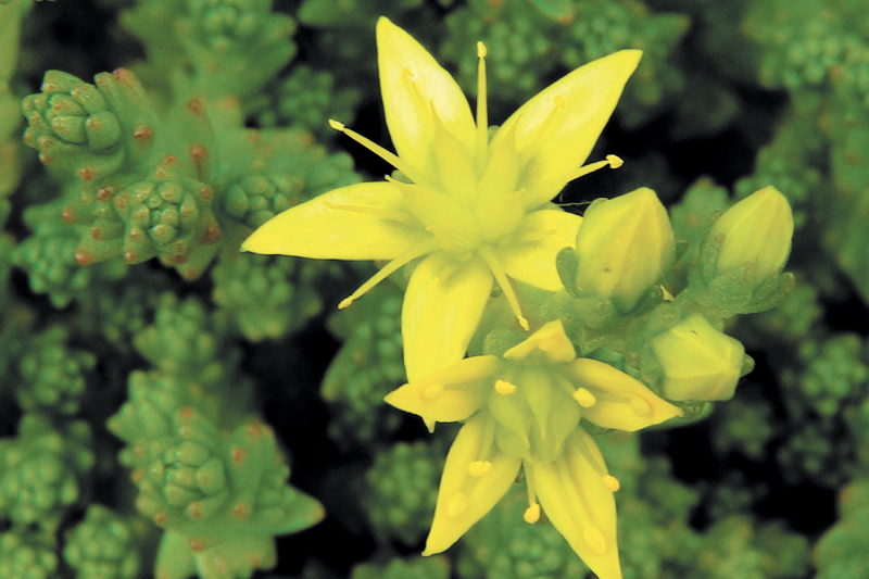 Most sedum will stay in bloom for several weeks.