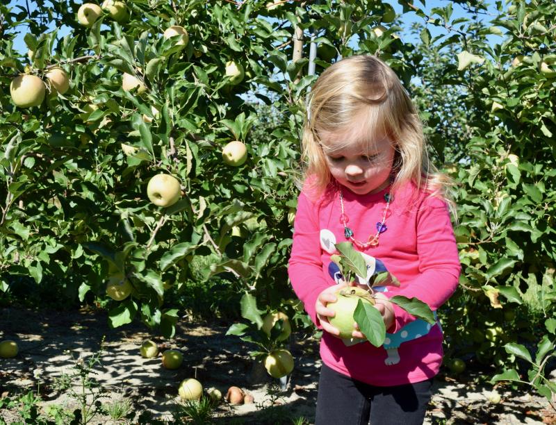 Clara Cramer, 3, admires her pick. MADDY LAURIA PHOTOS