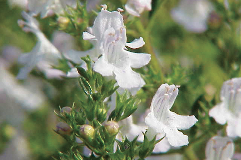 Winter Savory is a hardy perennial with tiny white flowers. It can be grown indoors in pots. The herb tastes similar to thyme, but is stonger flavored with larger leaves.