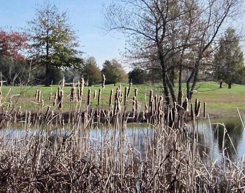 This winter’s maintenance projects at the Rookery South include wholesale trimming of all of the random growth at the edges of the golf course’s ponds. The autumn days of these cattails and phragmites near the 11th tee are surely numbered. FRITZ SCHRANCK PHOTO