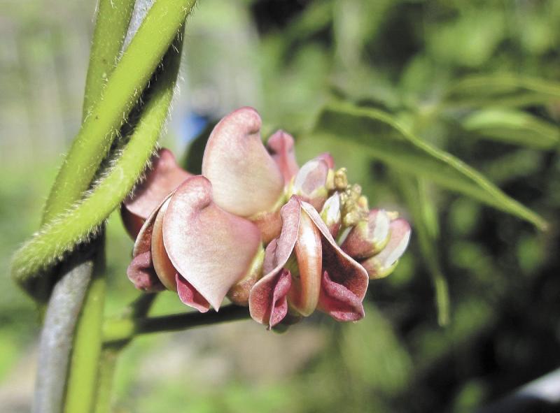 The groundnut has tubers extremely high in protein and can be easily grown at home.