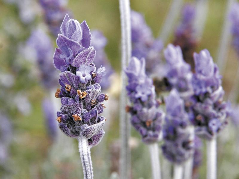 Dead flowers and perennials provide winter habitat and food for all sorts of birds, animals, and even insects while giving the winter garden interest. Lavender, shown above, provides winter seed for birds.