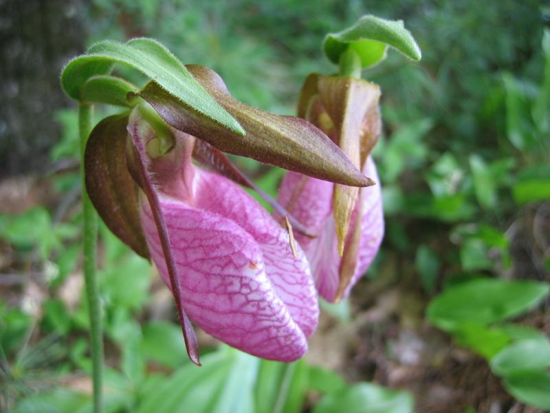Because Pink Lady Slippers are woodland plants, they grow best in dappled sunlight under tall trees. SOURCE: WIKIMEDIA