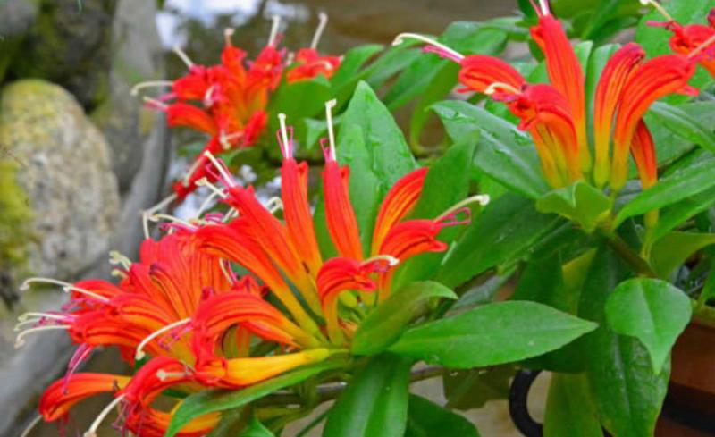 Orange Lipstick plant features spectacular bright yellow and orange flowers that bloom from spring until fall. The plant needs light to bloom and will tolerate the average lighting in most homes.