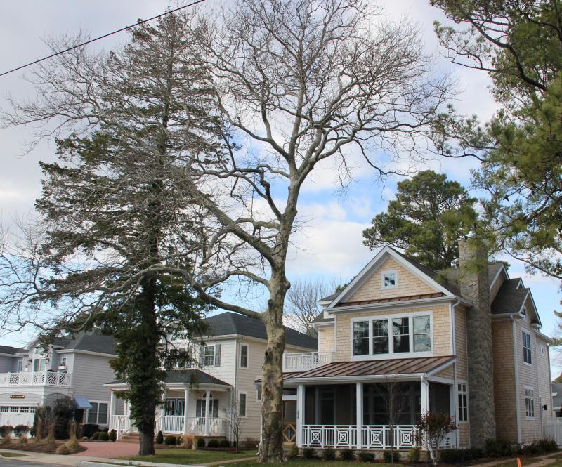 The large sycamore in front of this house on Lake Avenue opposite Silver Lake in Rehoboth was preserved when contractor and owner worked with the city to maneuver the new house plan back a ways on the lot. DENNIS FORNEY PHOTO