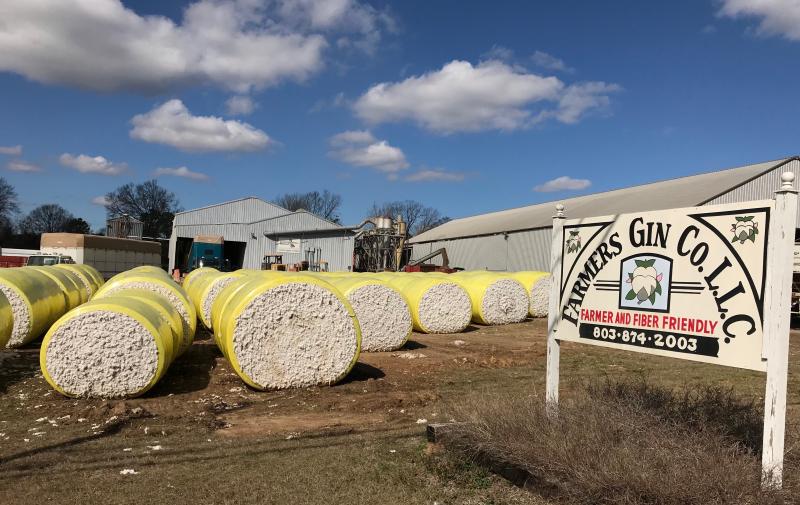Several weeks ago I wrote about a rare cotton field in Sussex County. Last week we passed a South Carolina cotton ginning operation in Saint Matthews where cotton fields are far more prevalent. DENNIS FORNEY PHOTO