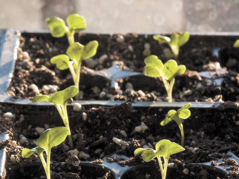You can start tomatoes in trays or flats, or individual peat pots, which you can plant right into the garden. FILE PHOTO