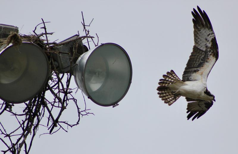 An osprey heads off for more sticks to strengthen its nest on one of the light poles at Lewes Little League Park along the canal in downtown Lewes. DENNIS FORNEY PHOTO