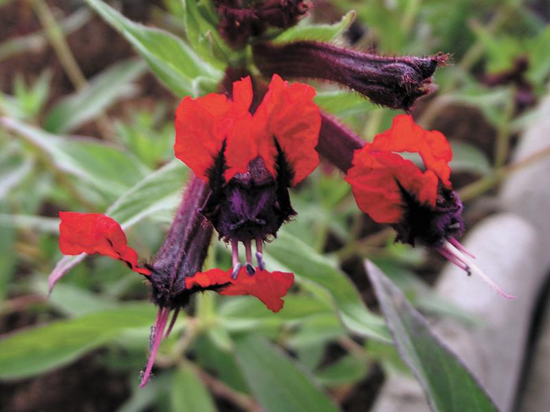 These funny flowers are set off by their intense bright-green leaves. The masses of flowers, rich in nectar, bring butterflies, hummingbirds, and other beneficial pollinators to your garden.
FIle Photo