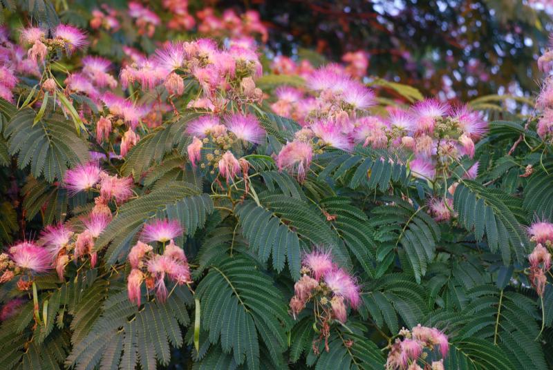 This garden tree with lacy, graceful, leaves and fluffy, bottlebrush bright-pink flowers is the E.H. Wilson Mimosa Tree.