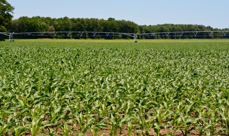 Over the past 15 years, Sussex County officials have contributed more than $2 million to the Delaware Agricultural Lands Preservation Program. RON MACARTHUR PHOTO