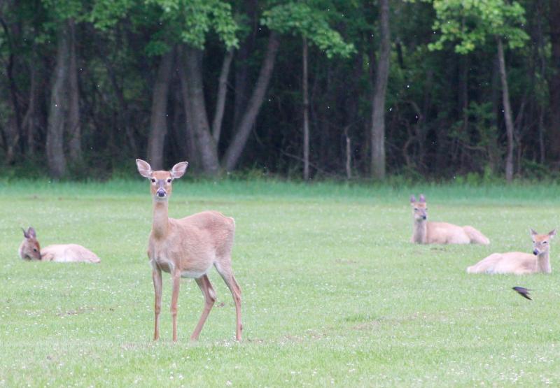 On a soggy day last weekend, most of the deer at the parade ground in Cape Henlopen State Park - already stuffed with rapidly growing grass - were more interested in relaxing than eating. DENNIS FORNEY PHOTO