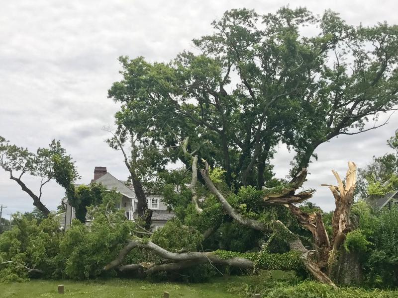 A day after last Friday’s thunderous deluge, Lewes’s state champion hackberry tree lay in splinters in St. George’s AME Church Cemetery on Pilottown Road. In the background is its partner hackberry which stood alongside the champion for at least 80 years, perhaps much longer. DENNIS FORNEY PHOTO