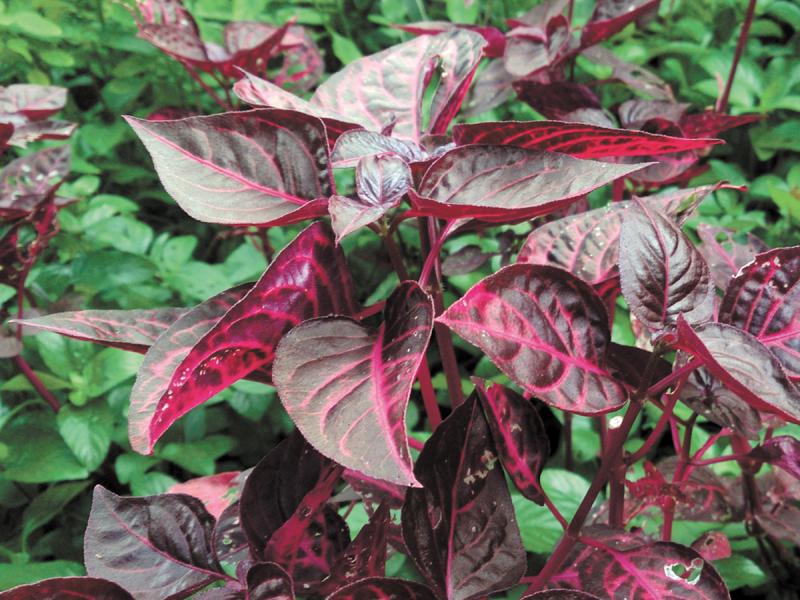 The Brilliantissima is a popular variety of the beefsteak plant, with bright-red leaves and pink veins.