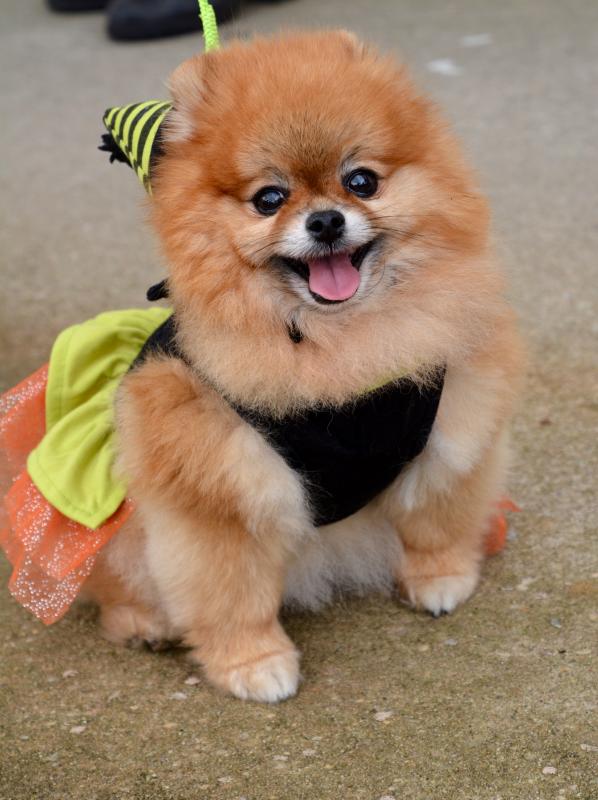 It’s hard not to stop and look at a cute, costumed Pomeranian. RON MACARTHUR PHOTO