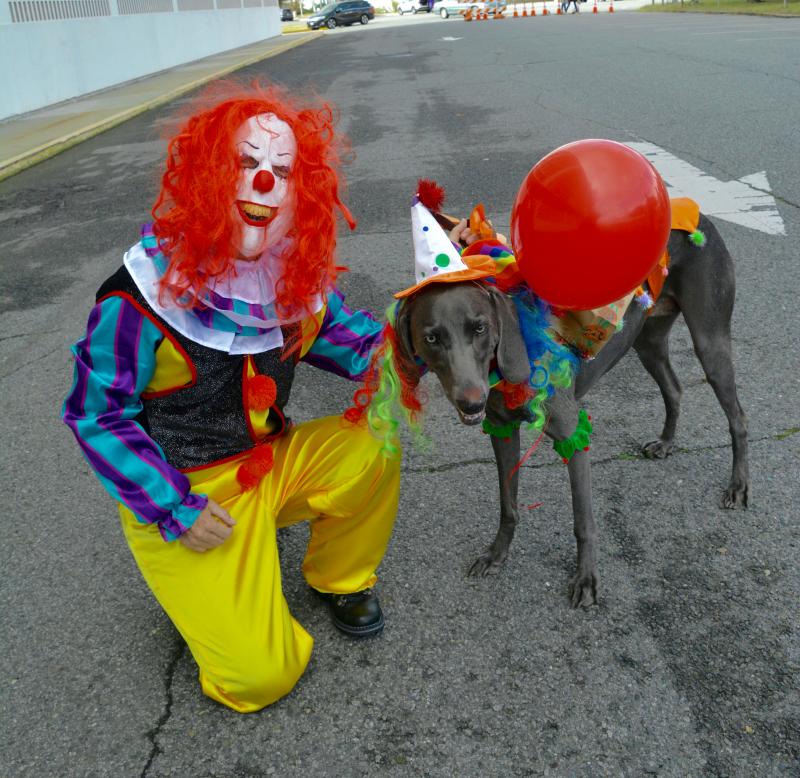 Tama Viola of Rehoboth Beach is a bad clown, but her Blue Weimaraner is a good dog. RON MACARTHUR PHOTO