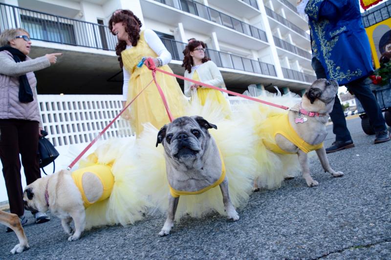 There is no doubt these three pugs are ready for the start of the parade. RON MACARTHUR PHOTO
