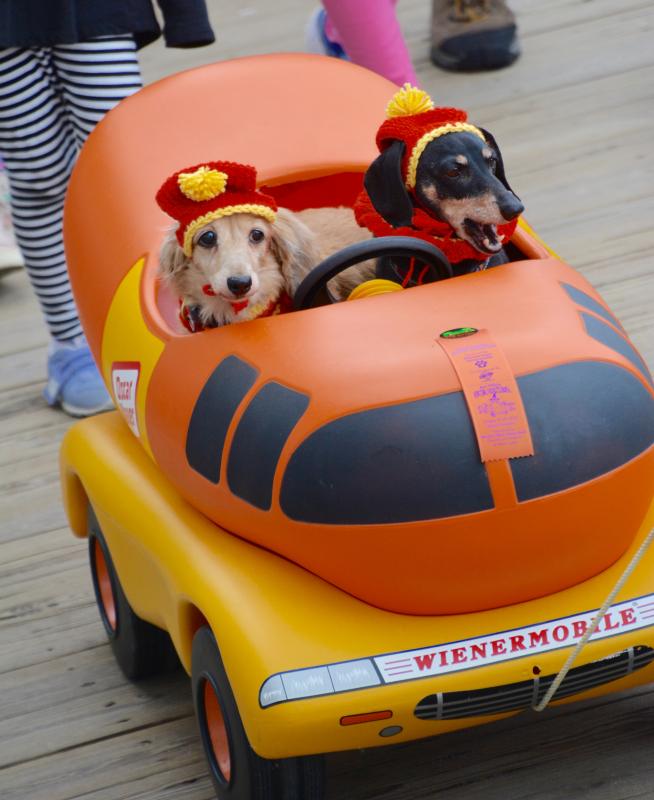 Prize winners Becky, left, and Schnitzel steal the show as pilots of the Wienermobile. Their owner, Louise Enright of Georgetown, said it took her two years to find proper transportation for them in the parade. RON MACARTHUR PHOTO