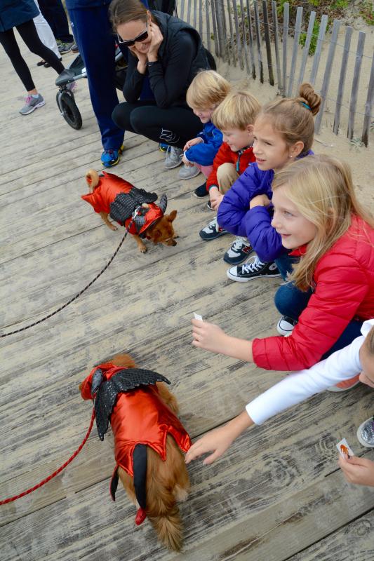 Who can resist to reach out and pet a pair of long-haired Chihuahuas. RON MACARTHUR PHOTO