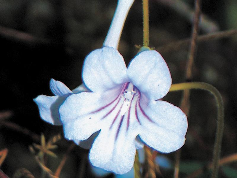 The Cape Primrose has trumpet-shaped, orchid-like flowers that bloom above the foliage. FILE PHOTO