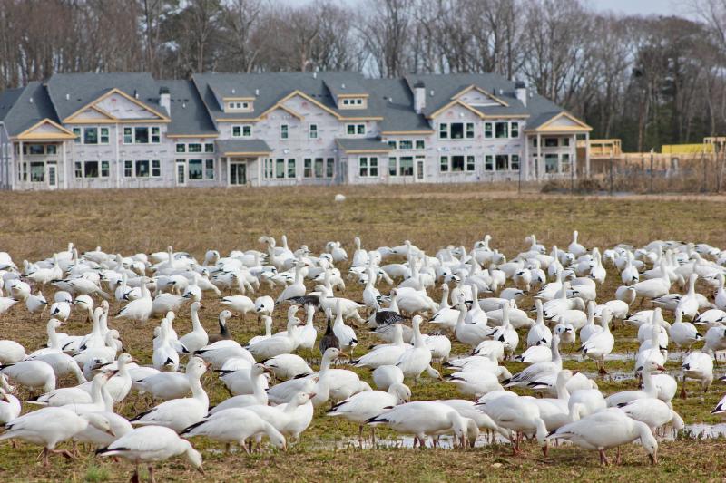 Snow geese, in the field across from Cape Henlopen High School and in front of the new townhouses at Governors, are feeding aggressively for their trip back north for the warmer months. DENNIS FORNEY PHOTO