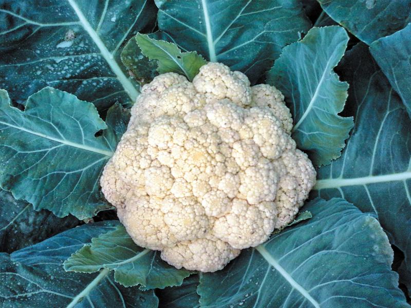 Cauliflower easily handle cool weather better than hot, so the earlier the better to sow seeds. FILE PHOTO