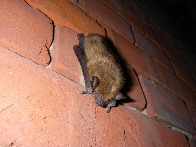 Bats are major predators of mosquitoes and many pests that affect crops. Bat exclusions should be installed by May 15, to keep the flying mammals out of areas that might be dangerous to them during pupping season. SUBMITTED PHOTO