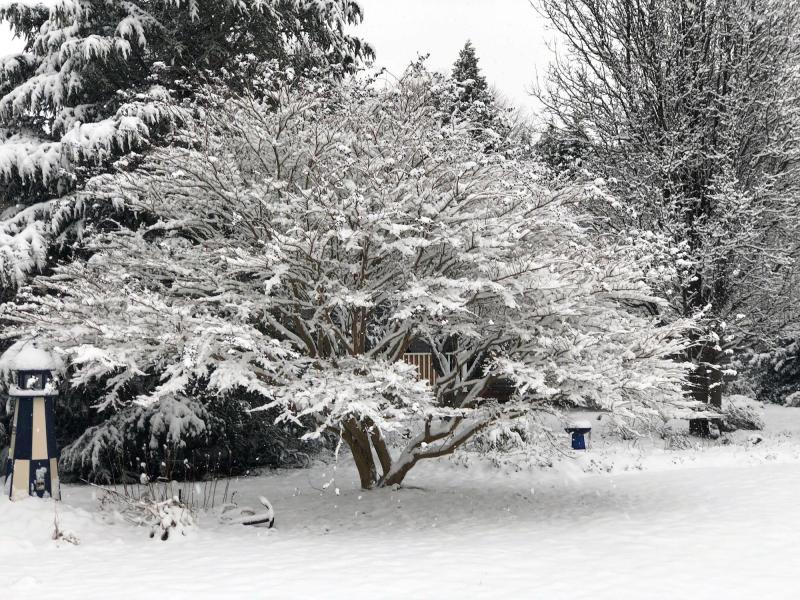 How pretty a crepe myrtle looks after a snowfall when it’s not topped. “Crepe myrtles have a beautiful exfoliating bark, and it has a lovely canopy even in the fall and winter, they look gorgeous with freshly fallen snow. If you prune it severely, as many do, you wouldn’t have that,” said Michele Walfred.
MICHELE WALFRED PHOTO