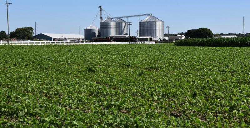 Carpenter Farms, along Carpenter Road between Lewes and Milton, is among the farms putting acreage into the Aglands Preservation Program. RON MACARTHUR PHOTOS