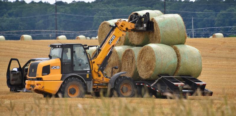 Straw bales are loaded onto a trailer for transport. Wheat straw is used for livestock bedding and by mushroom farmers.