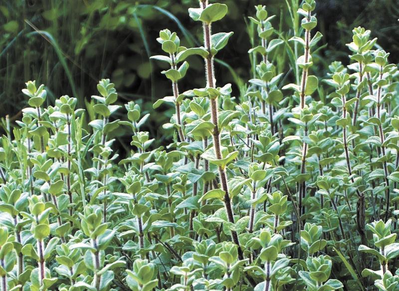 Cleopatra oregano is only slightly spicy. FILE PHOTO