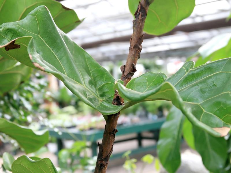 These non-fruiting trees are tough plants that actually adapt to the home environment and flourish. FILE PHOTO