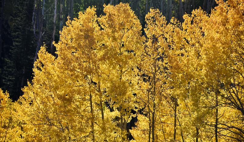 Aspen are in full fall color in the higher elevations along Scenic Byway 12.